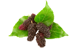 Mulberry PNG