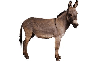Mule PNG