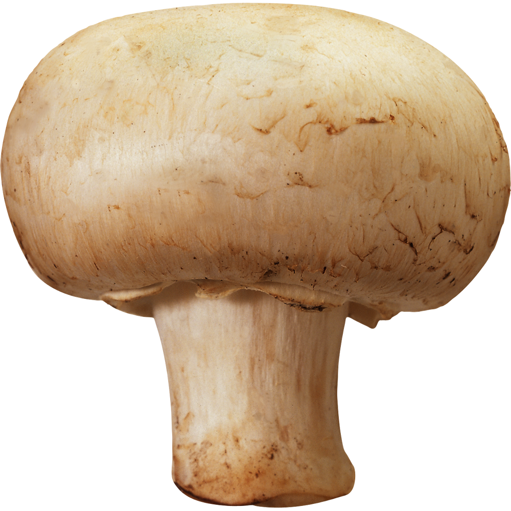 Mushroom Transparent Image