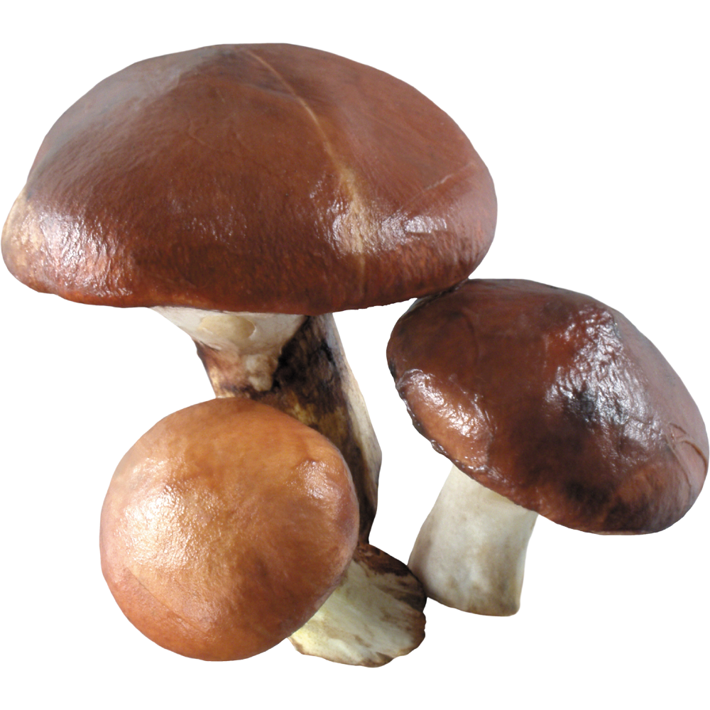 Mushroom Transparent Photo