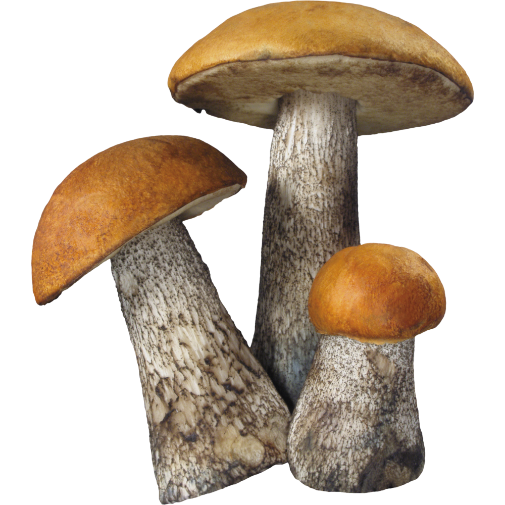 Mushroom Transparent Picture