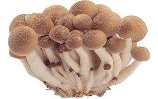 Mushroom PNG