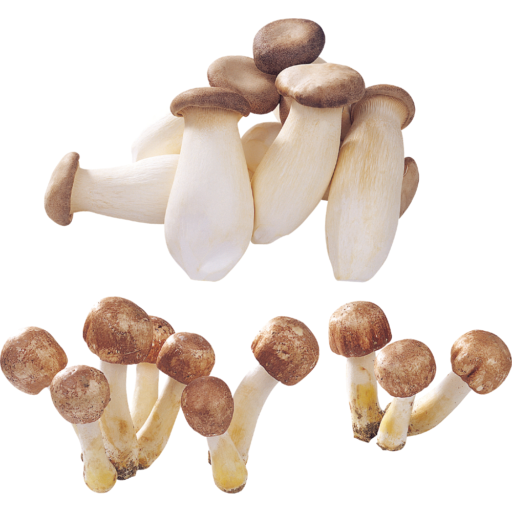 Mushrooms  Transparent Photo