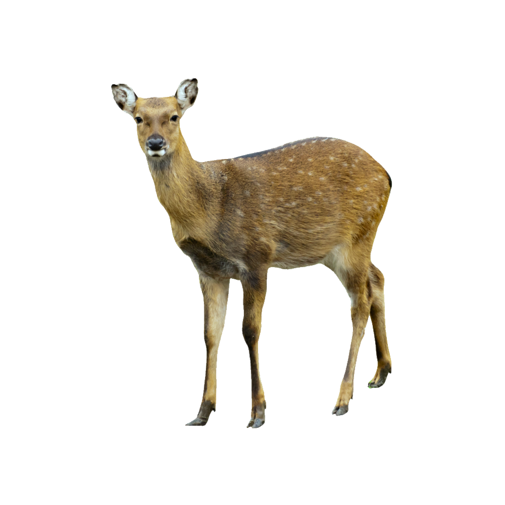Musk Deer Transparent Picture