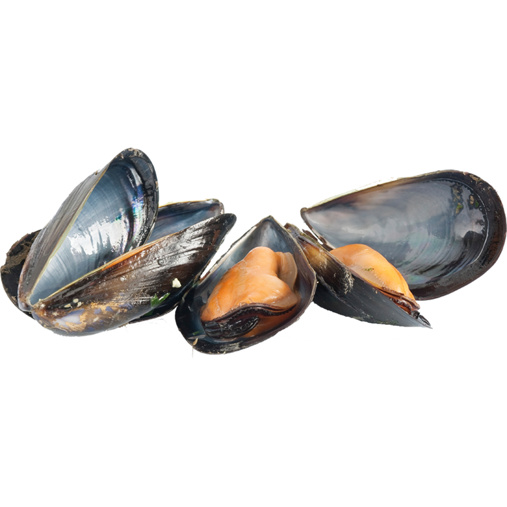 Mussel Transparent Clipart