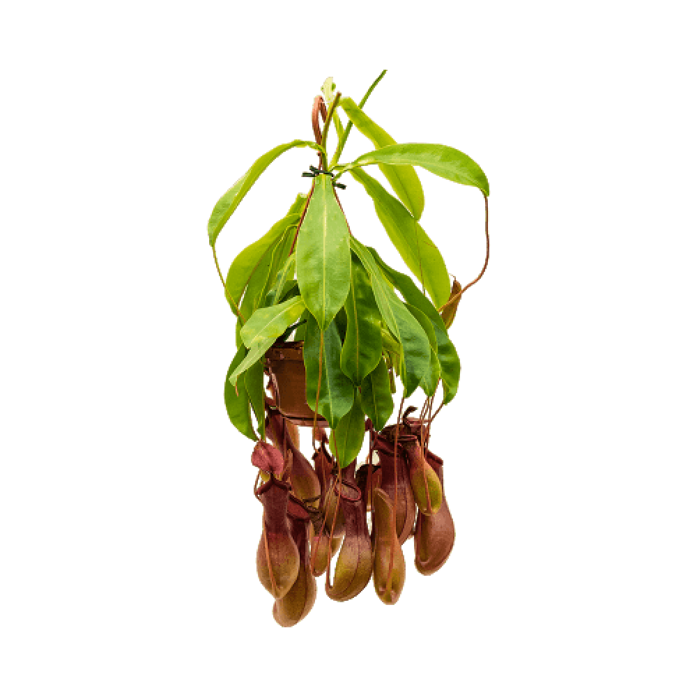 Nepenthes Plant  Transparent Image