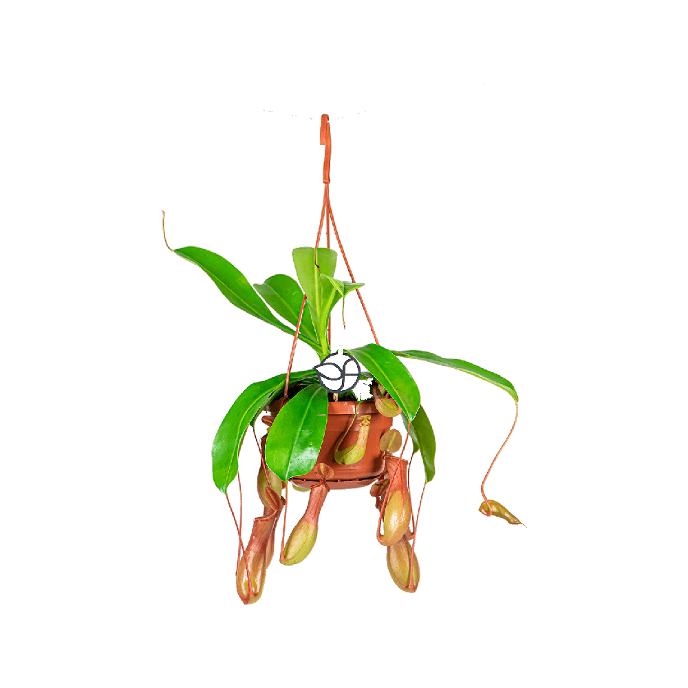 Nepenthes Plant  Transparent Gallery