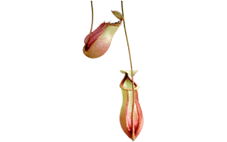 Nepenthes Plant PNG