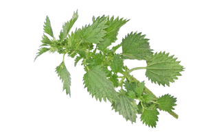 Nettle PNG