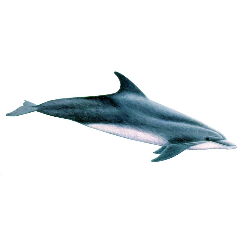 Oceanic Dolphin  Transparent Image