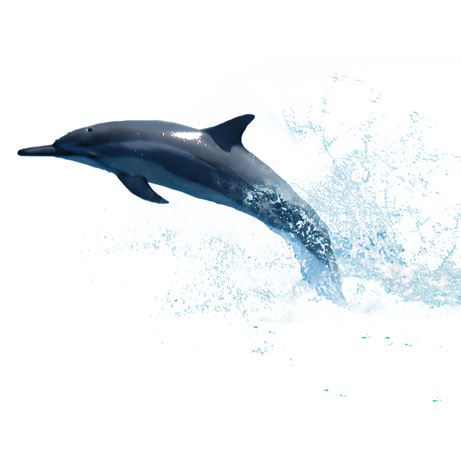 Oceanic Dolphin  Transparent Photo