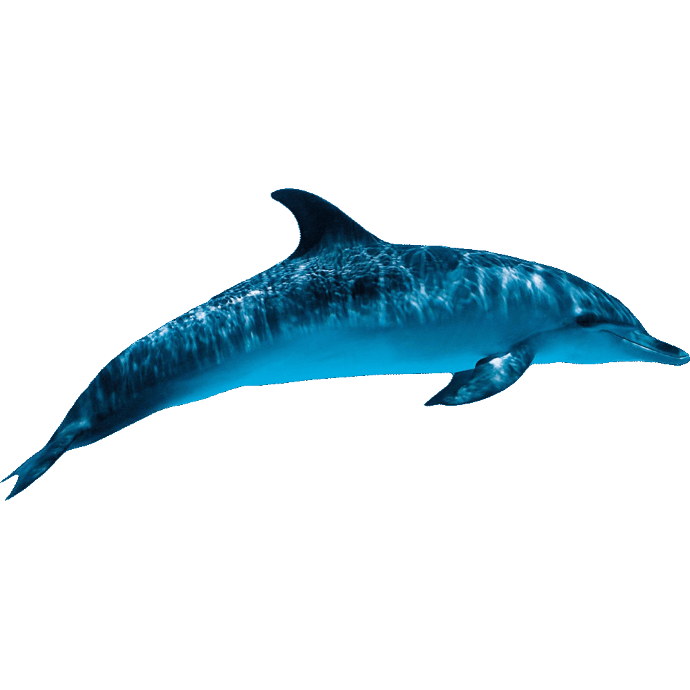 Oceanic Dolphin  Transparent Clipart