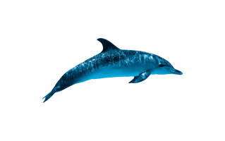Oceanic Dolphin PNG