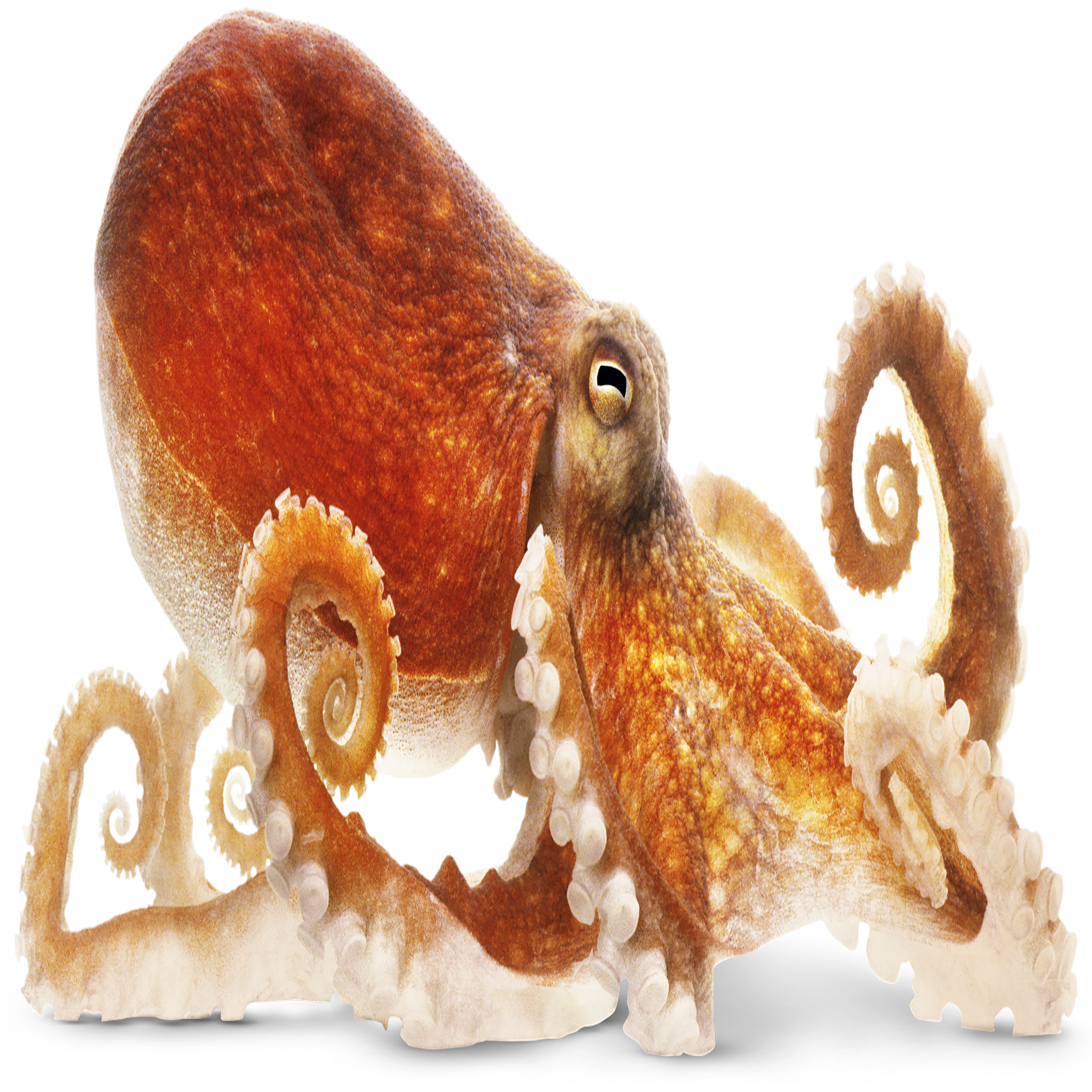 Octopus Transparent Photo