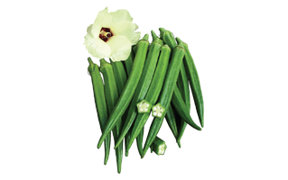 Okra PNG