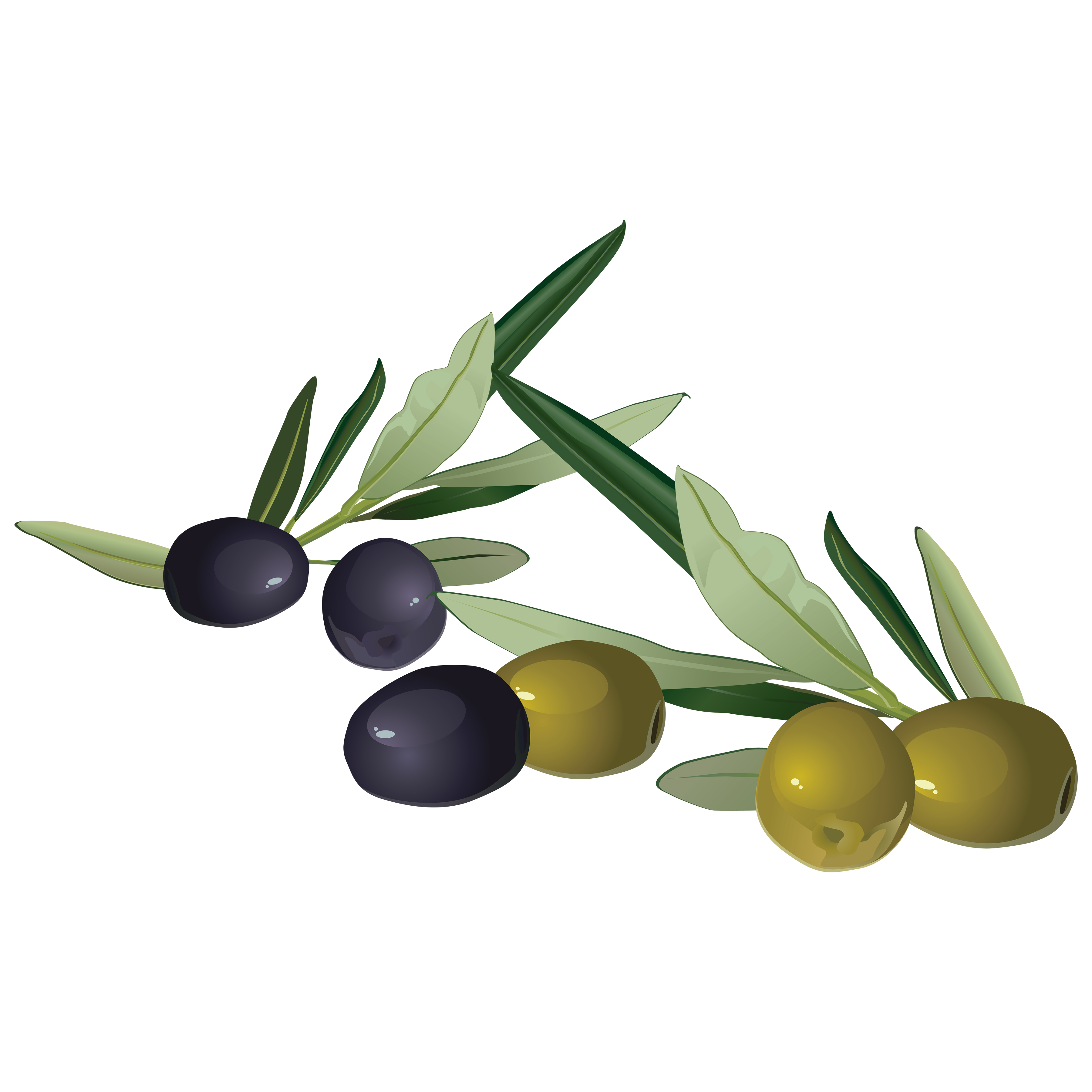 Olives Transparent Picture