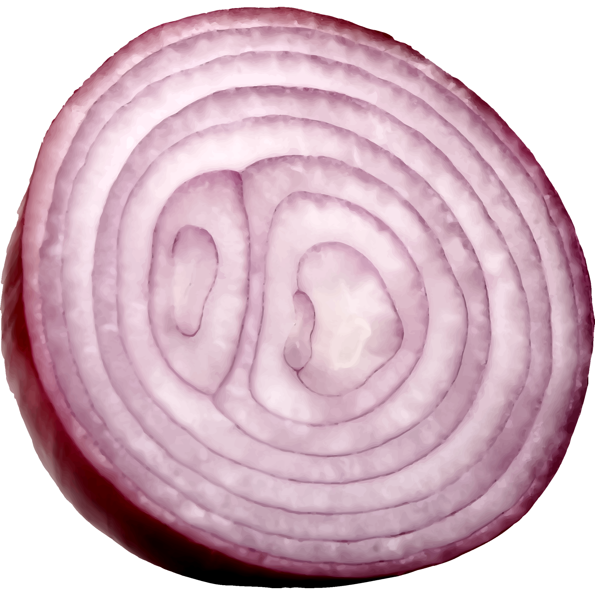 Onion slice  Transparent Clipart