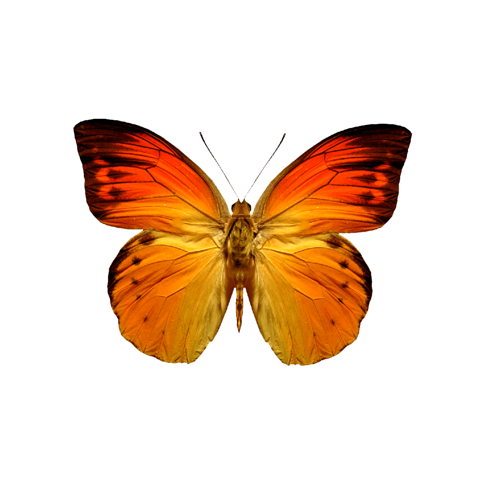 Orange Butterfly Transparent Image