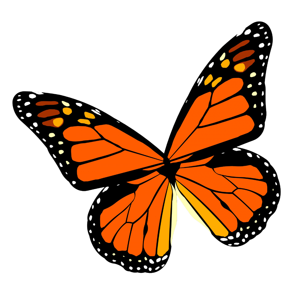 Orange Butterfly Transparent Picture