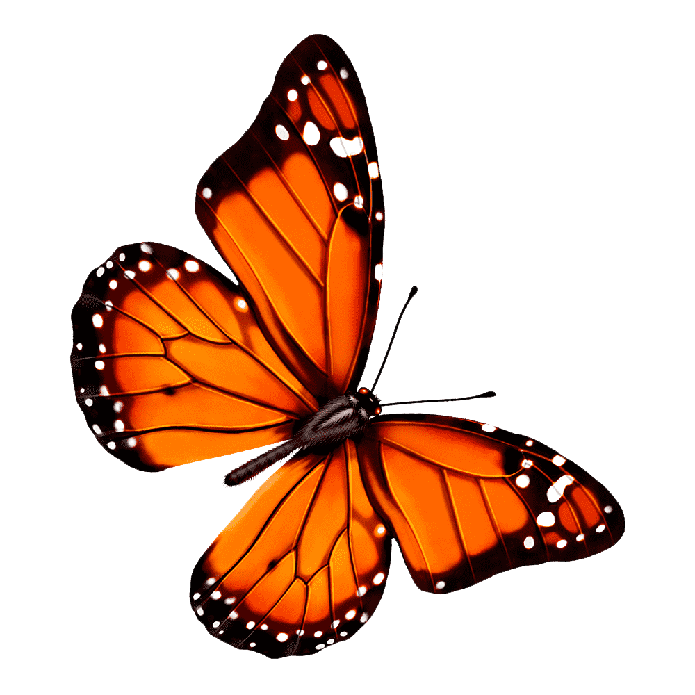 Orange Butterfly Transparent Clipart