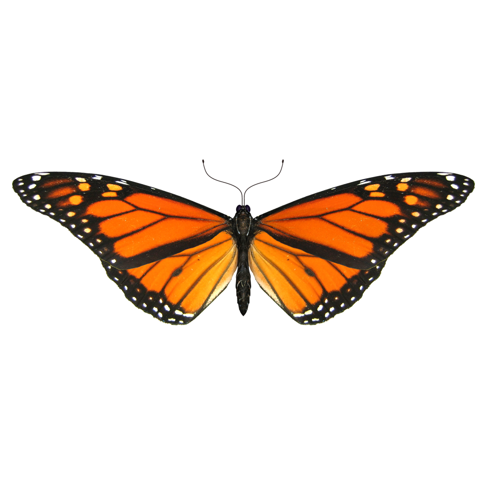 Orange Butterfly Transparent Gallery