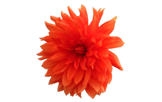 Orange Dahlia PNG