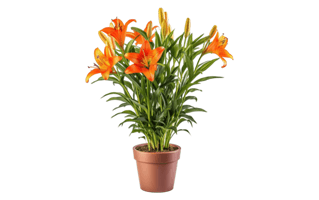 Orange Daylily PNG