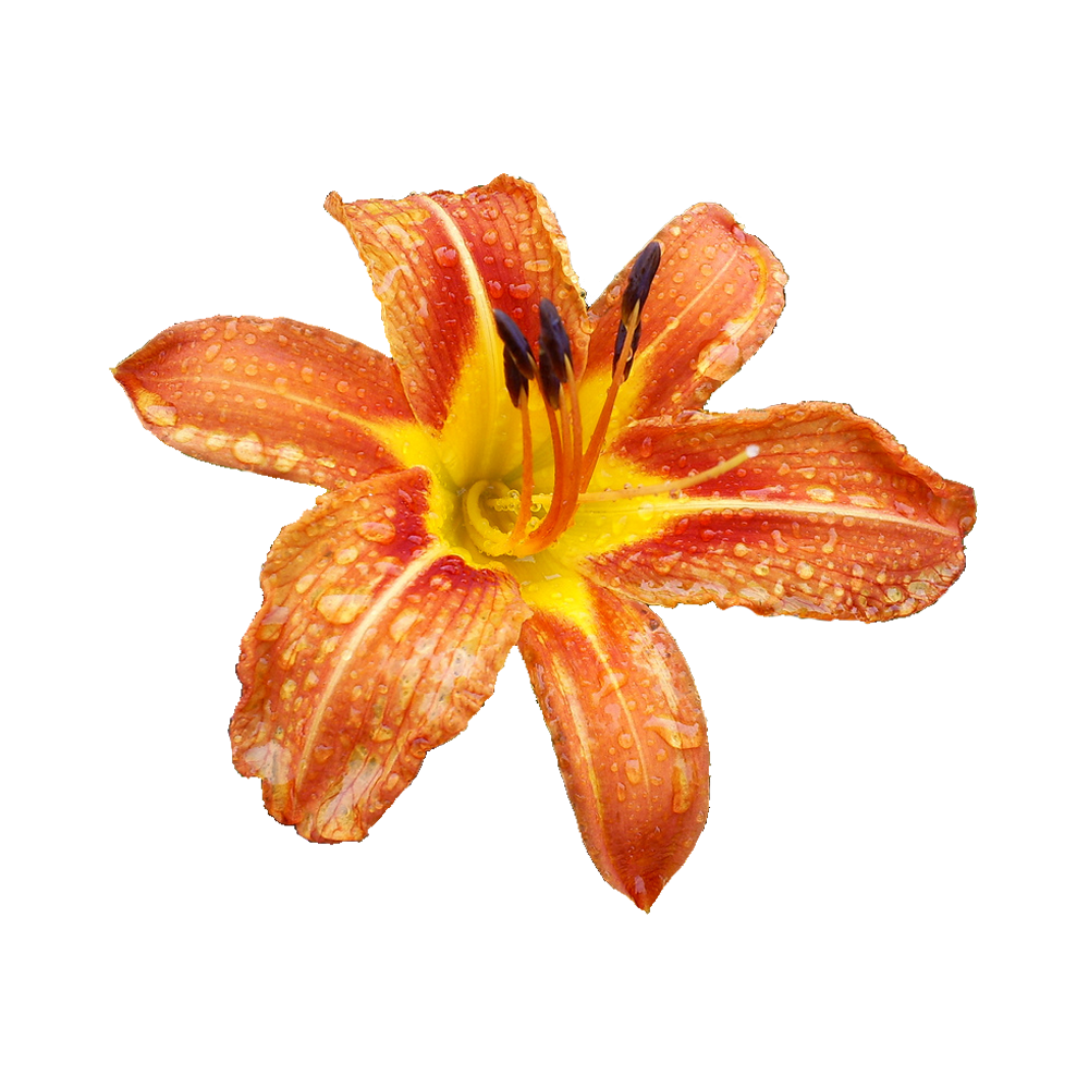 Orange Lily  Transparent Image