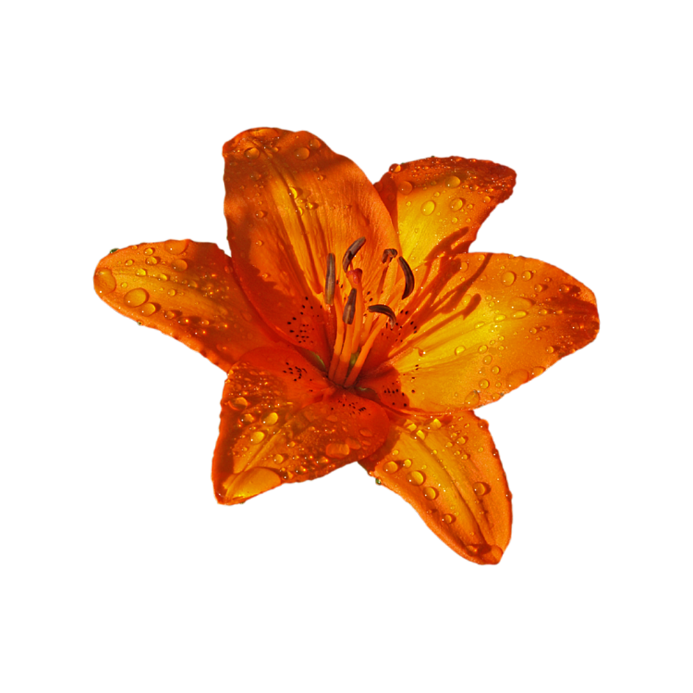 Orange Lily  Transparent Clipart