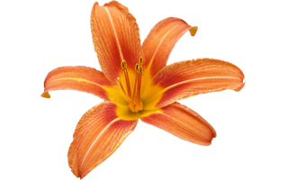 Orange Lily PNG