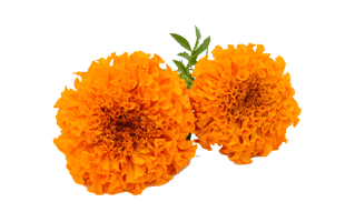 Orange Marigold PNG