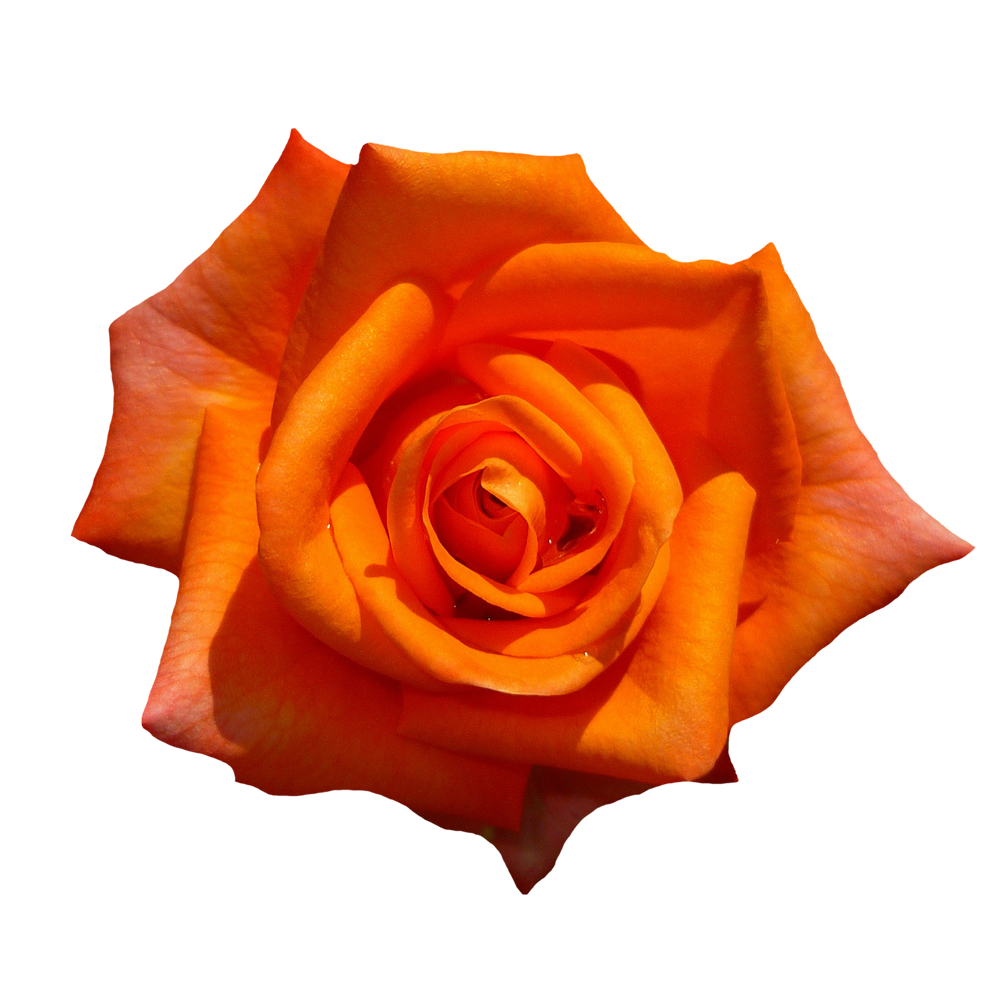 Orange Rose Transparent Image