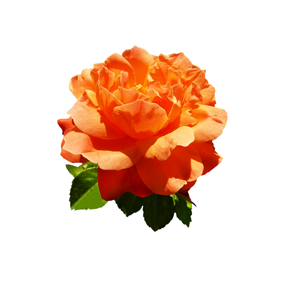 Orange Rose Transparent Photo