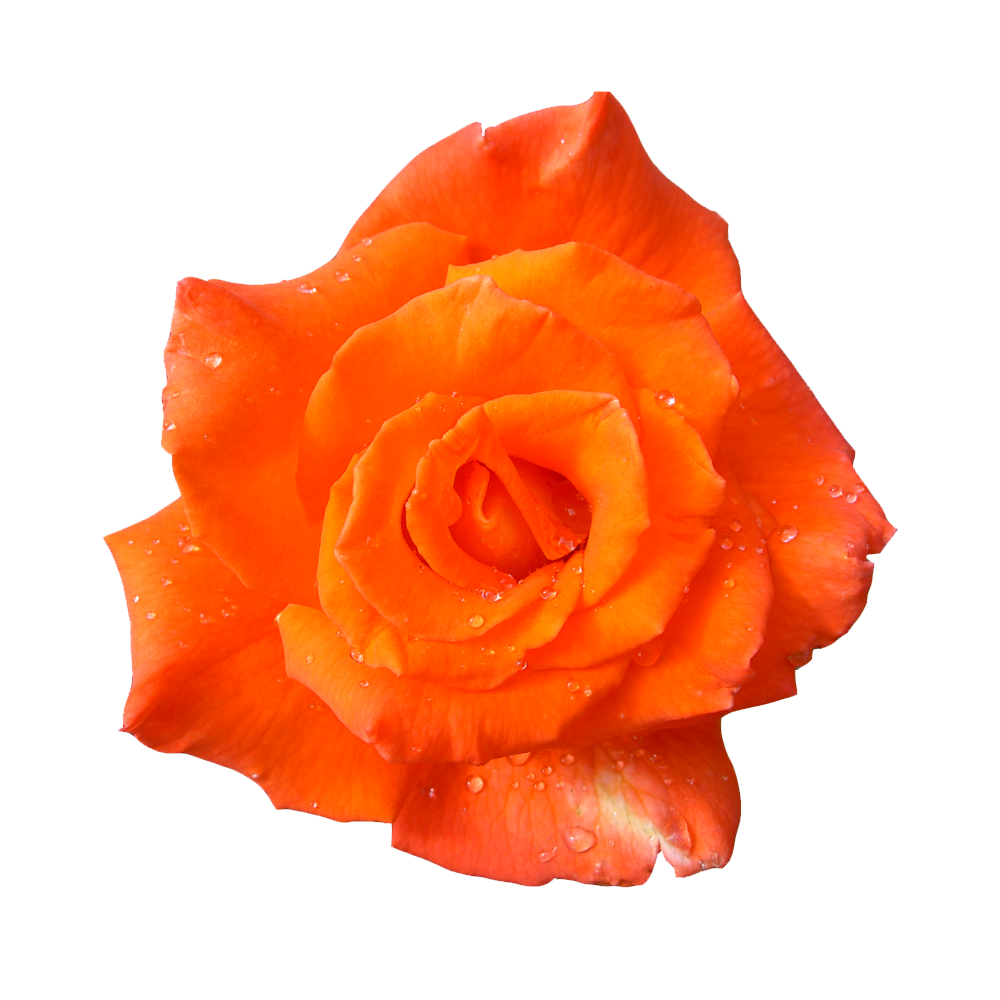 Orange Rose Transparent Picture