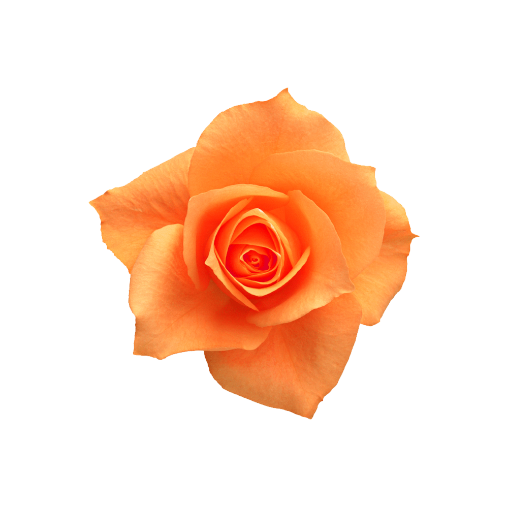 Orange Rose Transparent Clipart