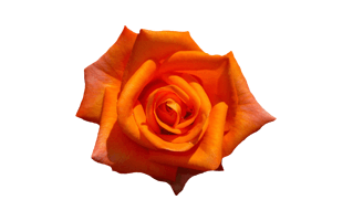 Orange Rose PNG