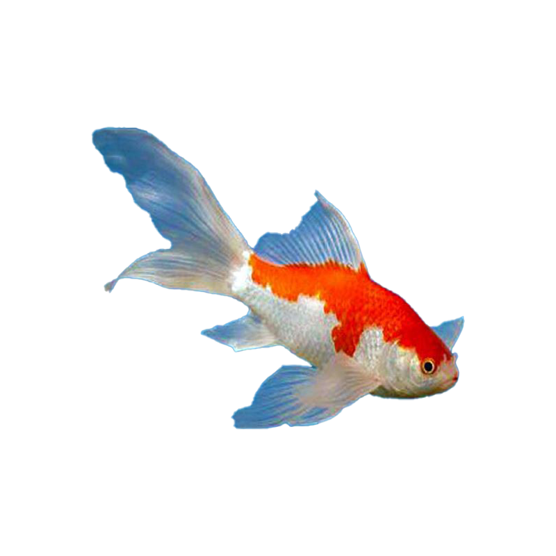 Orange White Goldfish Transparent Picture