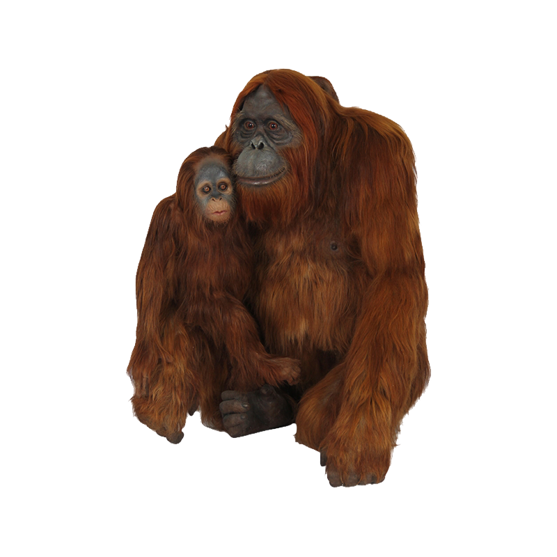 Orangutan Transparent Clipart