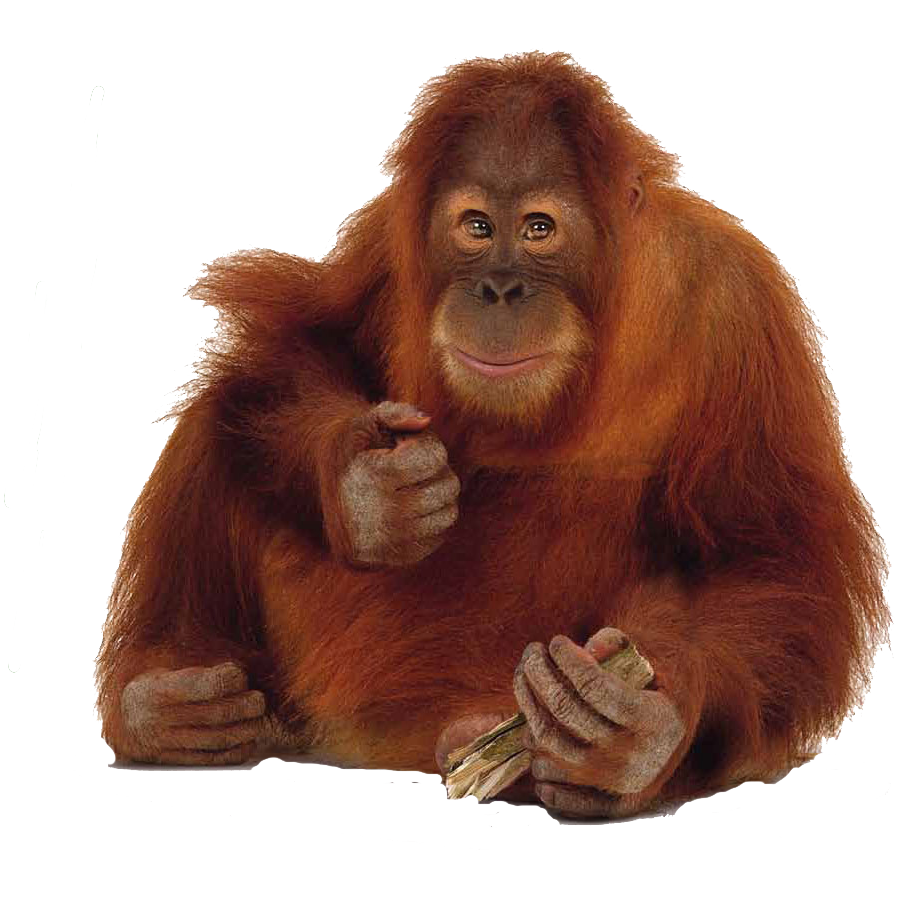 Orangutan Transparent Gallery