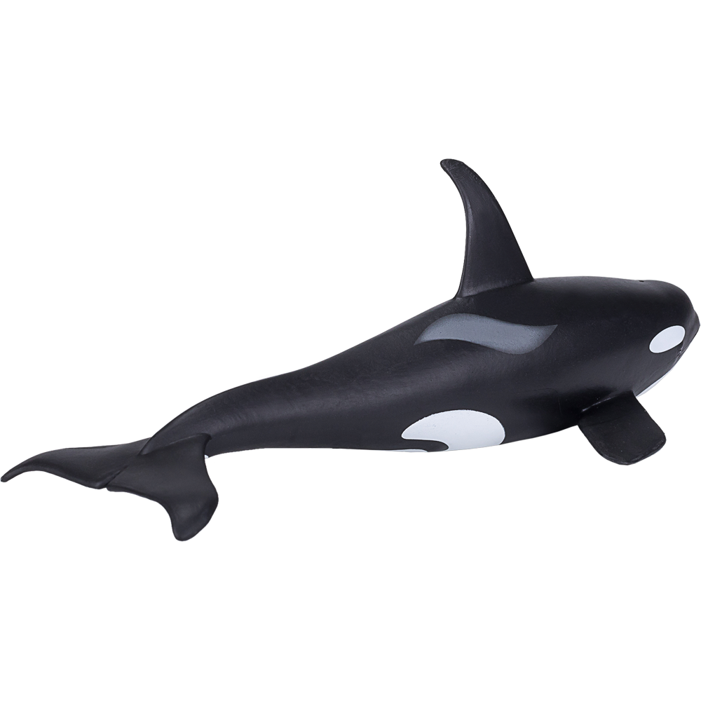 Orca  Transparent Photo