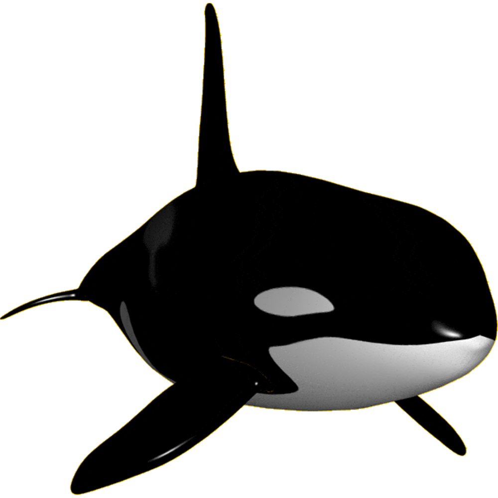Orca Transparent Picture