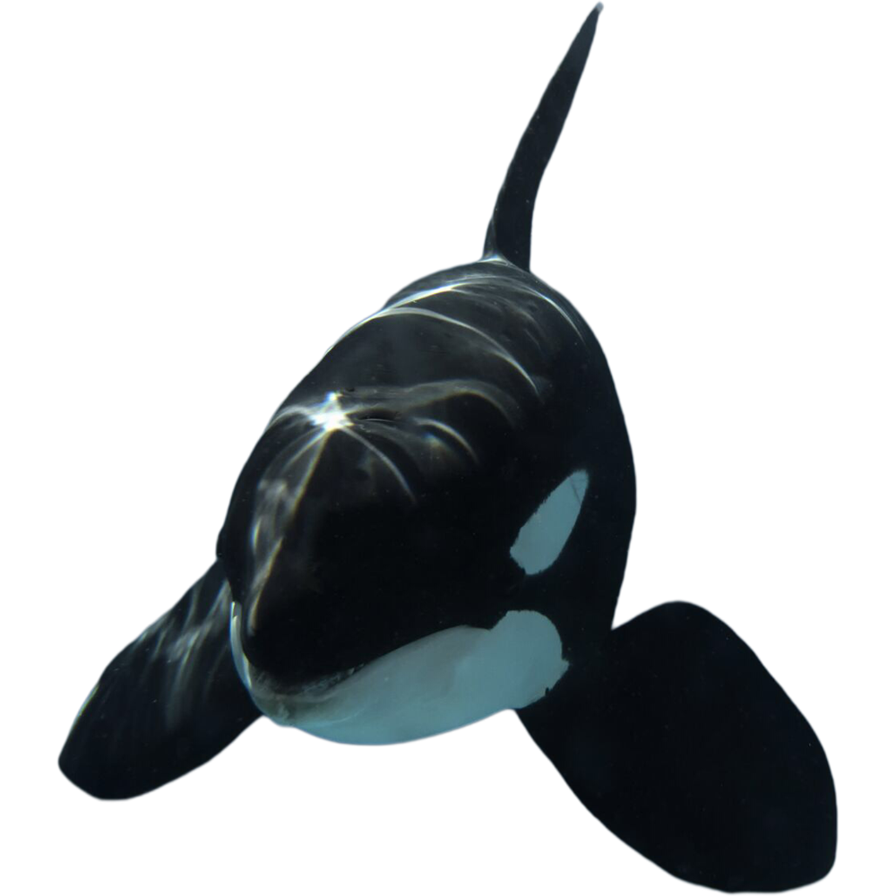 Orca  Transparent Clipart
