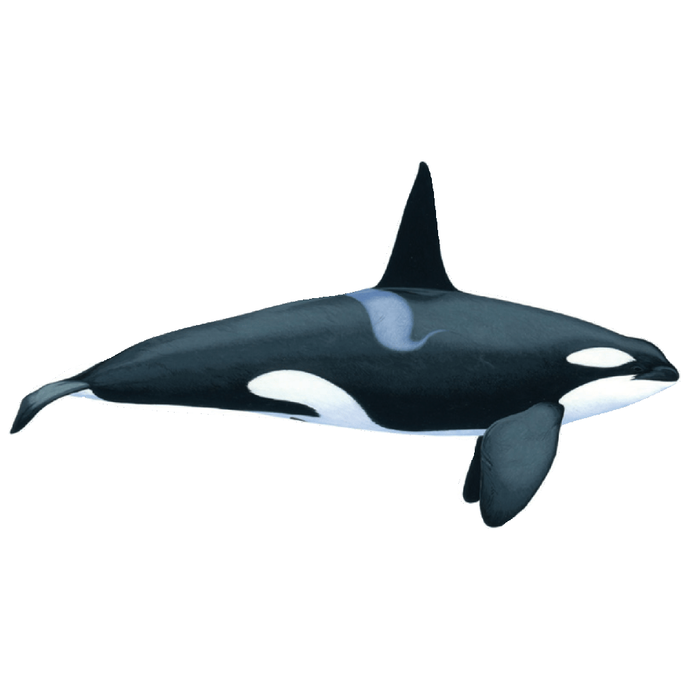 Orca  Transparent Gallery