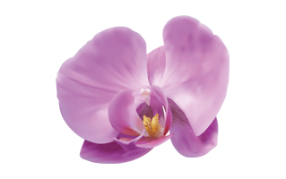 Orchid PNG