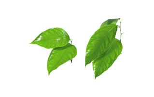Organic Leaf PNG