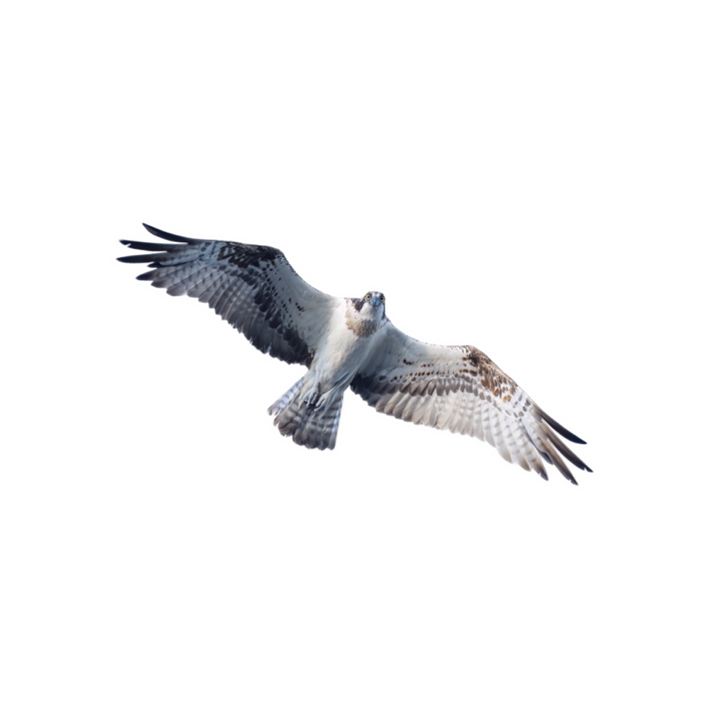 Osprey  Transparent Image