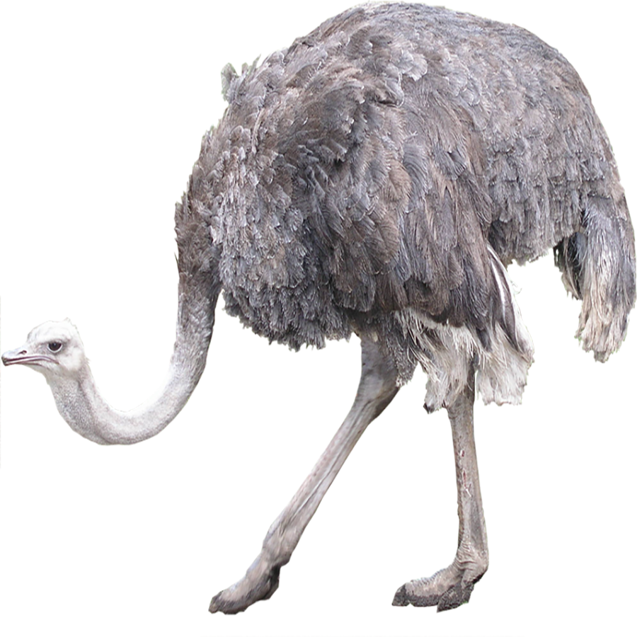 Ostrich Transparent Photo