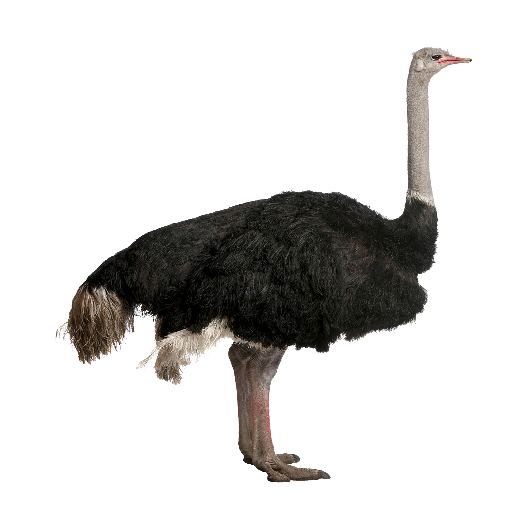 Ostrich Transparent Clipart