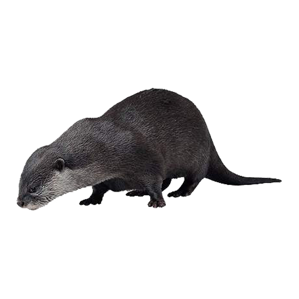 Otter Transparent Gallery