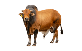 Ox PNG